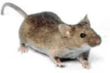 mouse_0_0